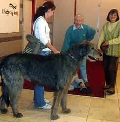 Irish wolfhound - photo Tampier