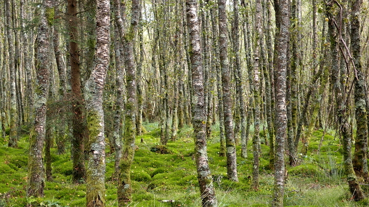 Glendalough - bezov hj