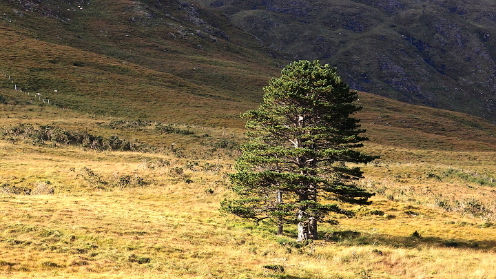 Killary Harbour - osaml stromy